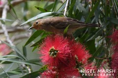 Myzomela sanguinolenta