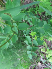 Thalictrum dasycarpum