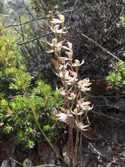 Caladenia cucullata
