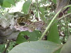 Trimorphodon biscutatus