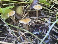 Galerina semilanceata