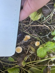 Galerina semilanceata