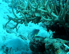 Amblyglyphidodon leucogaster