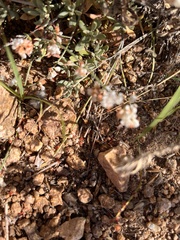 Dasymutilla gloriosa