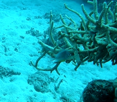 Amblyglyphidodon leucogaster