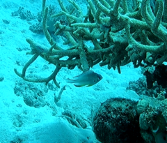 Amblyglyphidodon leucogaster