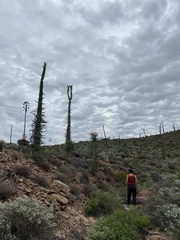 Fouquieria columnaris