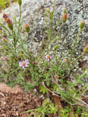 Brachyscome ciliaris