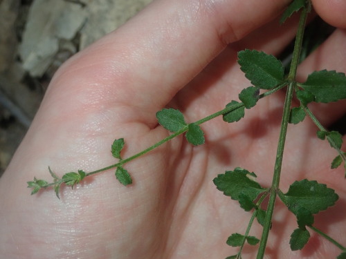 Image of Shade Raspwort (Gonocarpus humilis) by (c) Thomas Mesaglio, some rights reserved (CC BY)