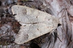 Ammoconia caecimacula