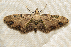 Chloroclystis sphragitis