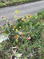 Platylobium obtusangulum