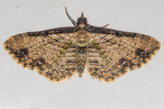 Chloroclystis sphragitis