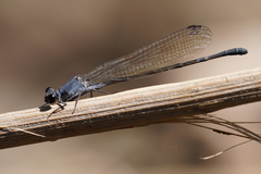 Argia lugens