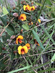 Platylobium obtusangulum