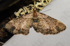 Chloroclystis sphragitis