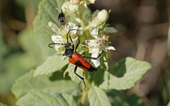 Stictoleptura cordigera