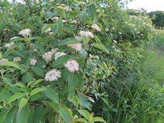 Cornus obliqua