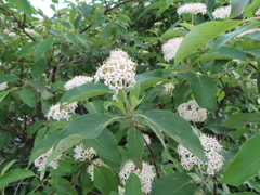 Cornus obliqua