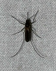 Culicinae
