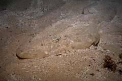 Platycephalus fuscus