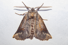 Declana junctilinea