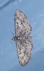 Eupithecia