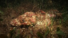 Thysanophrys cirronasus