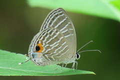 Jamides celeno aelianus