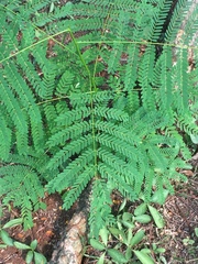 Adenanthera