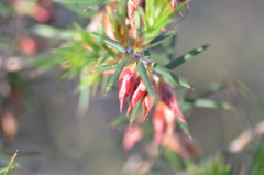 Stenanthera conostephioides