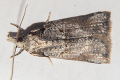 Harmologa amplexana