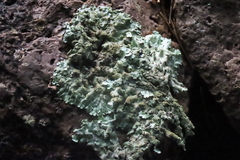 Flavoparmelia baltimorensis