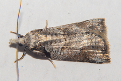 Harmologa amplexana