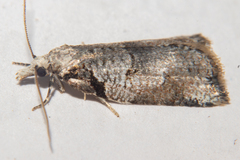 Harmologa amplexana