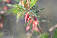 Stenanthera conostephioides