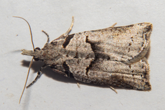 Harmologa amplexana