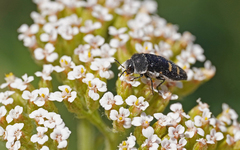 Acmaeoderella flavofasciata