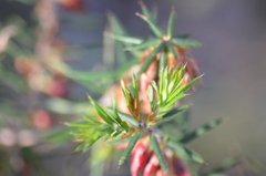 Stenanthera conostephioides