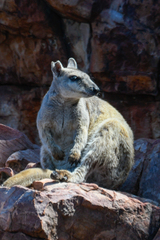 Petrogale brachyotis