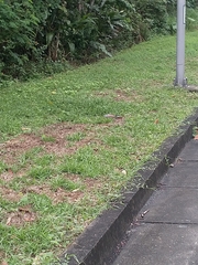 Streptopelia tranquebarica