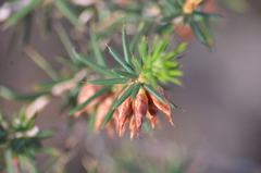 Stenanthera conostephioides