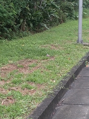 Streptopelia tranquebarica