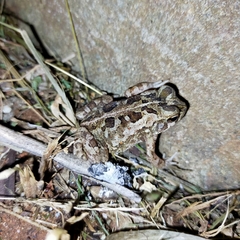 Incilius marmoreus