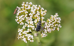 Acmaeoderella flavofasciata