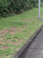 Streptopelia tranquebarica