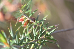 Stenanthera conostephioides