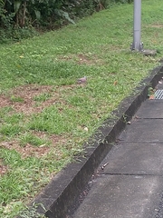 Streptopelia tranquebarica