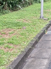 Streptopelia tranquebarica