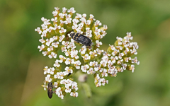 Acmaeoderella flavofasciata